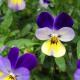 Виола Виттрока: особенности и садовые классификации Как выращивать цветы виола