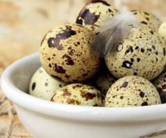 Перепелиные яйца: особенности продукта и его применение Перепелиные яйца4 какая польза для здоровья способ применения