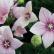 Платикодон – удивительный японский колокольчик Цветок платикодон выращивание